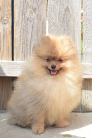 Pomeranian puppy for sale + 60233