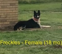 18-month-old (Freckles) For Sale (No Papers) Malinois for sale/adoption
