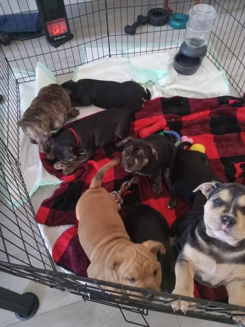 American Bulldog puppy for sale + 67006