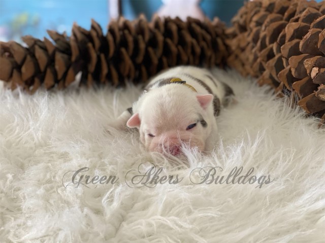 English Bulldog puppy for sale + 61477
