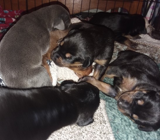 Doberman Pinscher Puppies European bloodlines