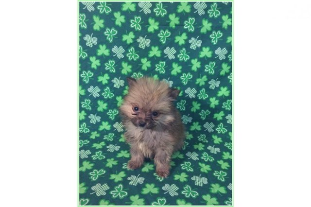 Pomeranian puppy for sale + 60054