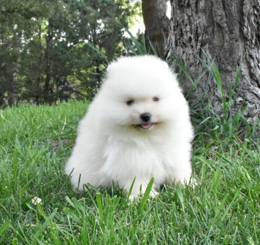 Pomeranian puppy for sale + 64776