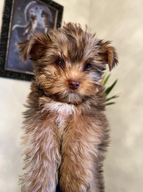 Yorkshire Terrier puppy for sale + 63205