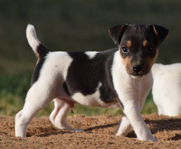 Jack Russell Terrier puppy for sale + 63998