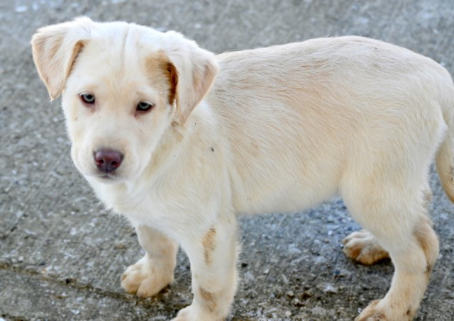 Labrador Retriever puppy for sale + 66964