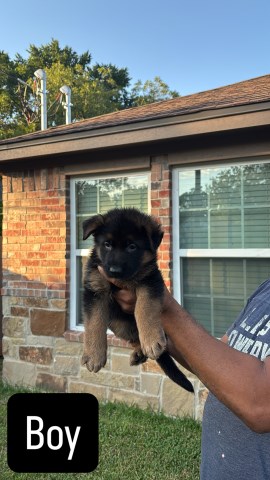 Showline German Shepherds