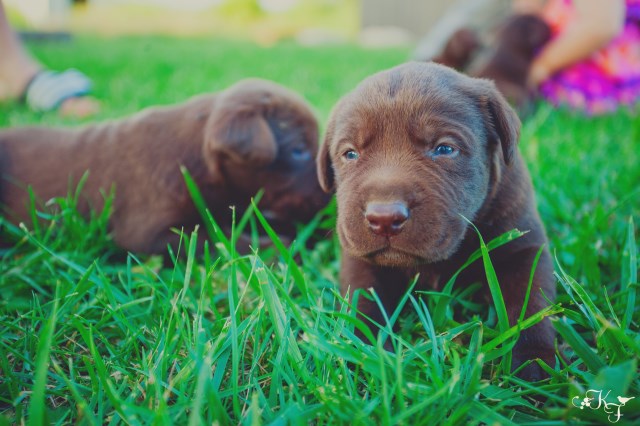AKC Chocolate Labrador Retriever Puppies With Champion Bloodlines