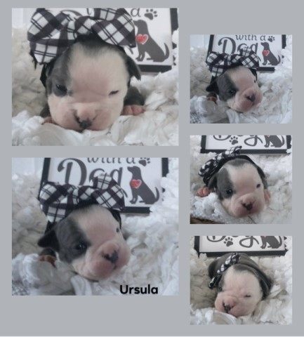 Olde English bulldogge pups available.