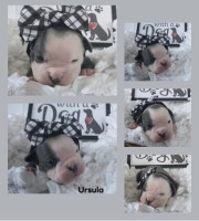 Olde English bulldogge pups available. English Bulldog for sale/adoption