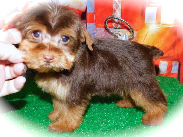 TINY TINY 3/4 Yorkshire Terrier Babies. Nonshedding. Financing!