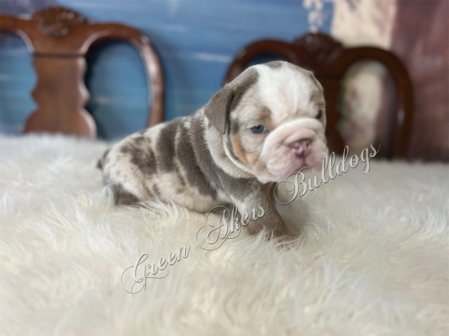 English Bulldog puppy for sale + 64647