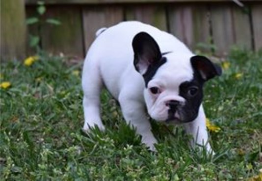 French Bulldog puppy for sale + 47557