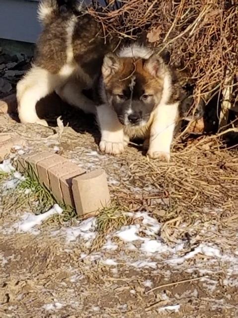 Akita puppy for sale + 51795