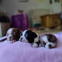 Boston puppies! 2 males 1 female Boston Terrier for sale/adoption