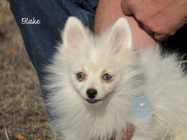 Pomeranian Blake