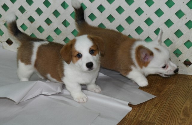 Pembroke Welsh Corgis with tails