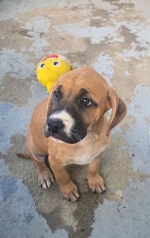 Boxer Mastiff Mix Puppies