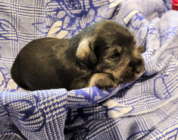 Miniature Schnauzer puppy for sale + 64208