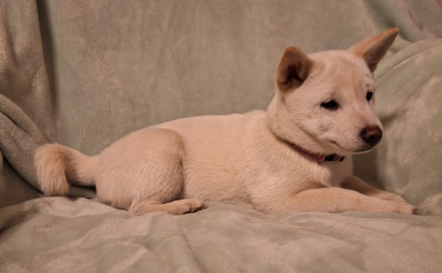 Shiba Inu's for sale