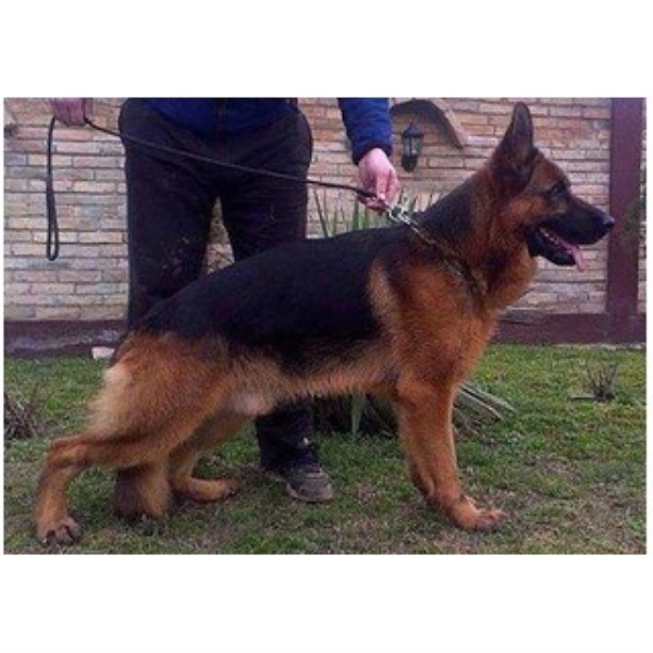 German Shepherd Dog puppy for sale + 46869