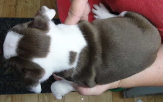 Boston Terrier puppy for sale + 64248