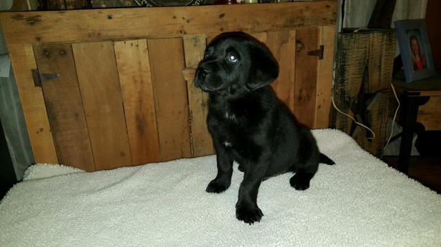 Labrador Retriever puppy for sale + 47734