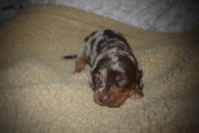 Dachshund puppy dog for sale in Grayson, Louisiana