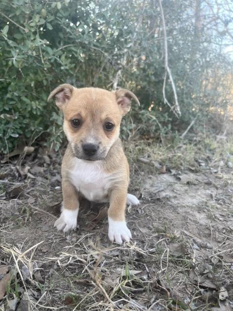 Chihuahua puppy for sale + 67035