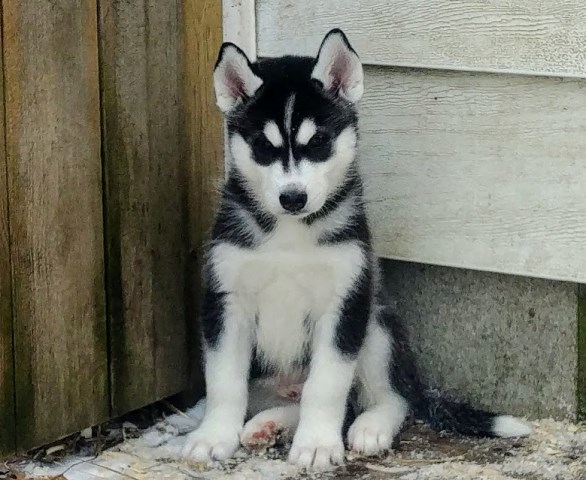 Siberian Husky puppy for sale + 55117