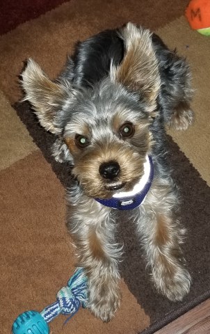 Male Yorkie puppy