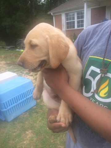 AKC Lab Pups - Yellow and Black