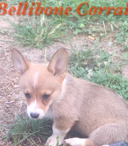 pembroke welsh corgis akc
