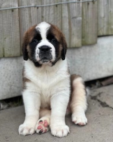 Saint Bernard puppy for sale + 65209