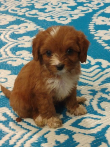 Cavapoo puppies