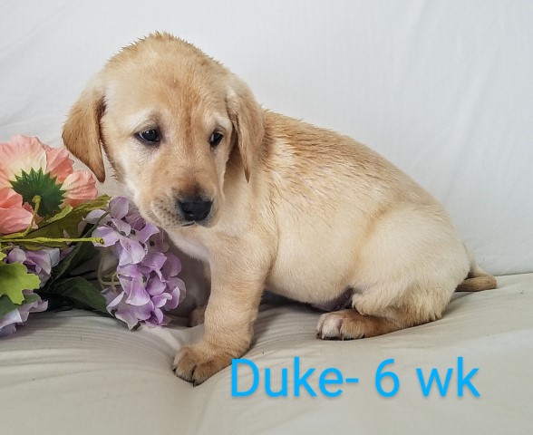 Duke, Akc Yellow Labrador Retriever