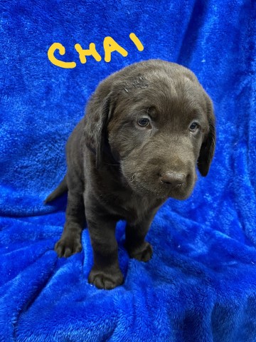 PRICE LOWERED!!! AKC Labrador Puppies!