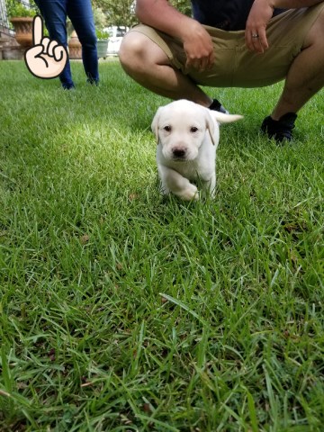 **6 Week Old Yellow Lab Puppies**