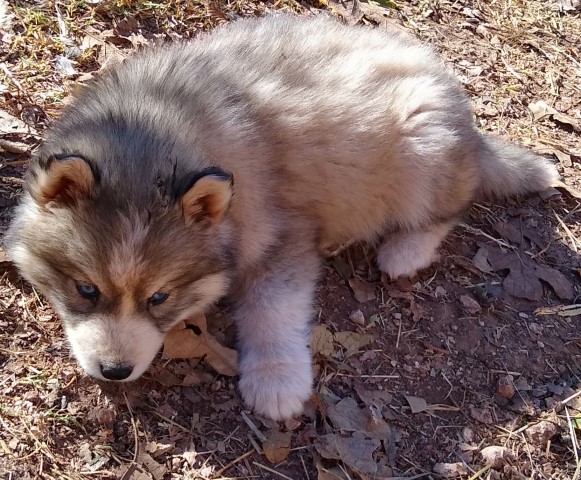 Siberian Husky puppy for sale + 61104