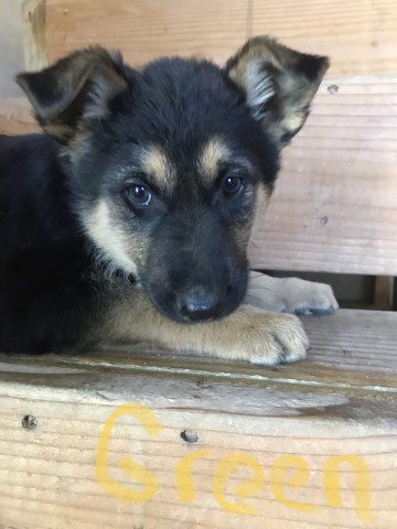 German Shepherd Dog puppy for sale + 60178