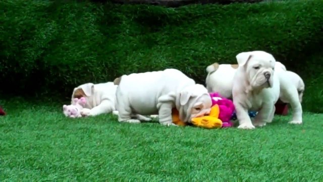 English Bulldog Puppies
