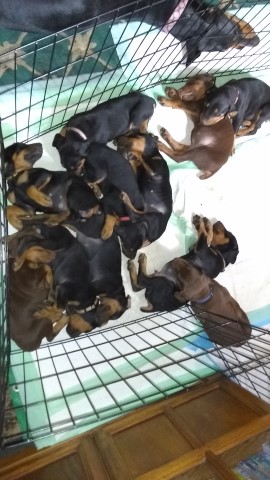 AKC Registered Doberman Puppies