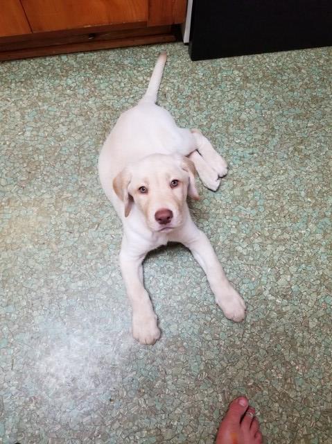 2 Year Old AKC Registered Yellow Lab for sale