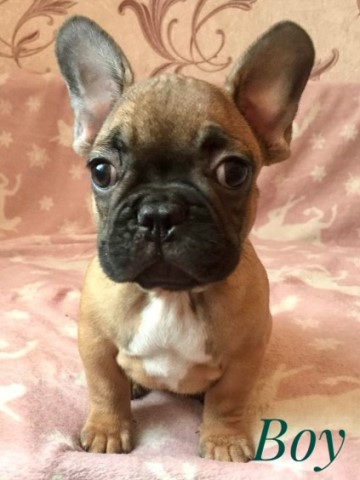 French Bulldog puppy for sale + 61566