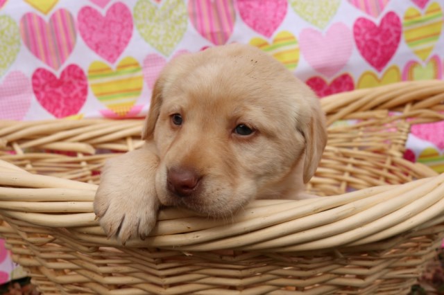 AKC European Show Champion Labrador puppies