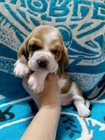 AKC BASSET HOUND PUPPIES in North Carolina Basset Hound for sale/adoption