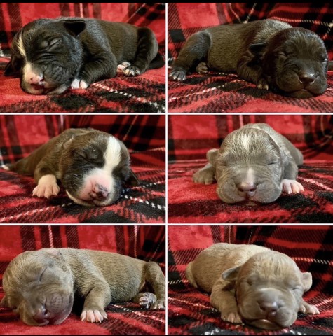 UKC Registered American Bully Puppies