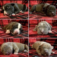 UKC Registered American Bully Puppies American Pit Bull Terrier for sale/adoption