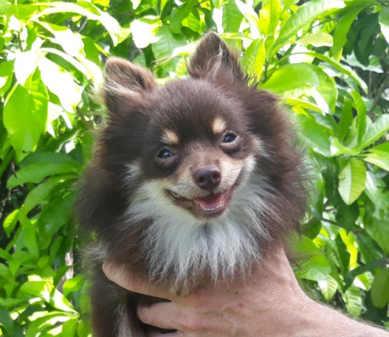 Pomeranian puppy for sale + 60592