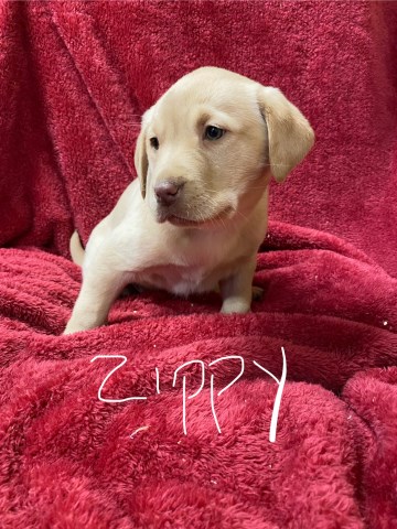 Labrador Retriever puppy for sale + 67000